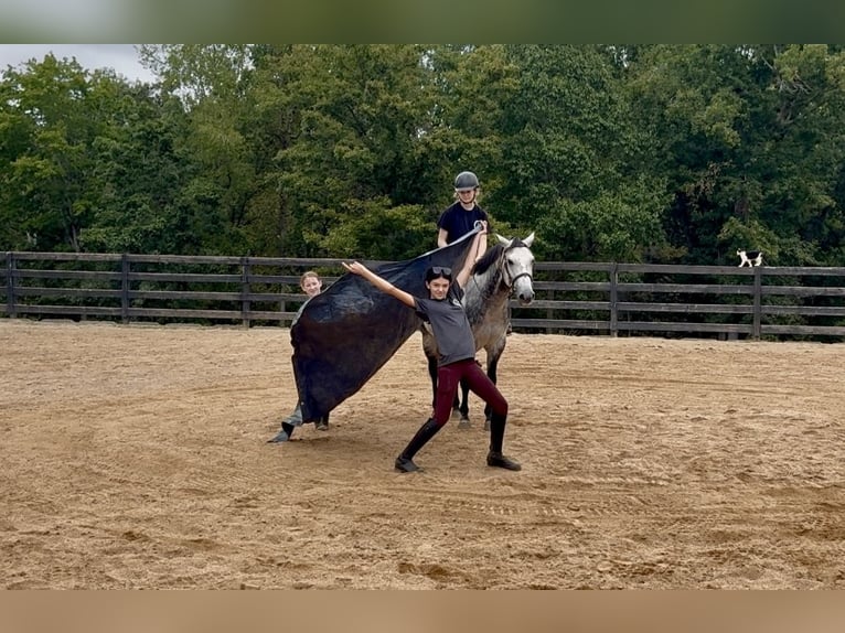 American Quarter Horse Gelding 5 years 14,3 hh Grey in Clover