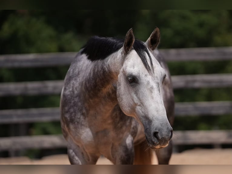 American Quarter Horse Gelding 5 years 14,3 hh Grey in Clover