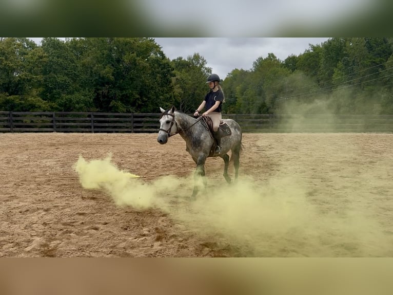 American Quarter Horse Gelding 5 years 14,3 hh Grey in Clover