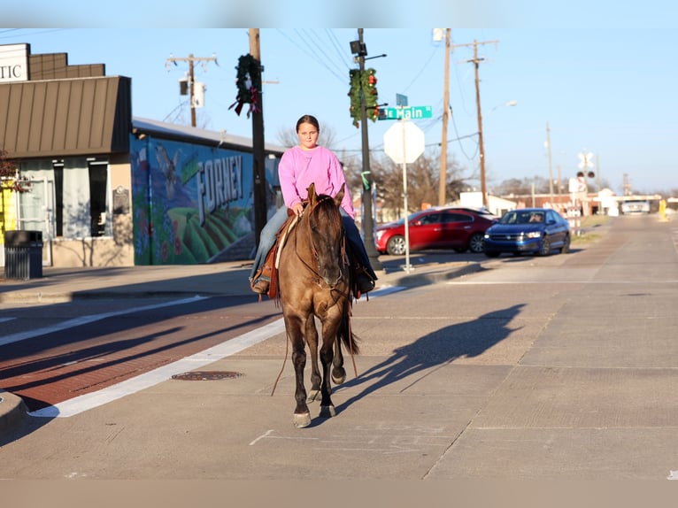 American Quarter Horse Gelding 5 years 14,3 hh Grullo in Forney