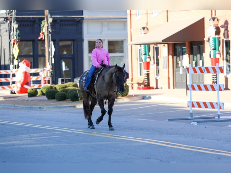 American Quarter Horse Gelding 5 years 14,3 hh Grullo in Forney