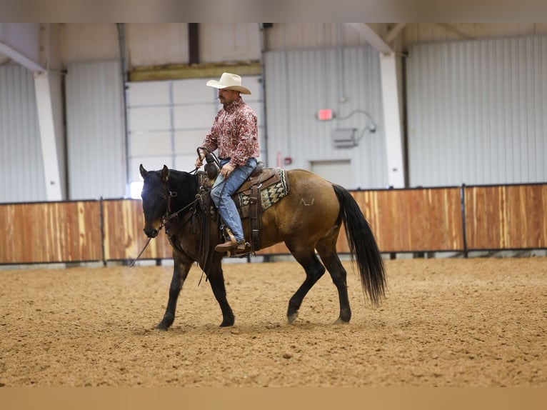 American Quarter Horse Gelding 5 years 14,3 hh Grullo in Ripley