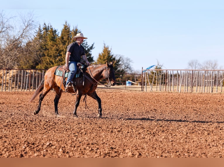 American Quarter Horse Gelding 5 years 14,3 hh Grullo in Ripley