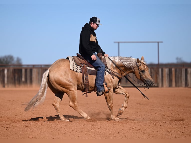 American Quarter Horse Gelding 5 years 14,3 hh Palomino in Waco