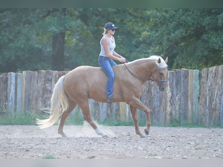 American Quarter Horse Gelding 5 years 14,3 hh Palomino in Terrell