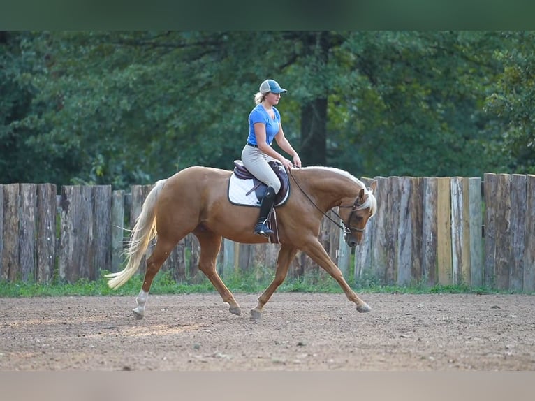 American Quarter Horse Gelding 5 years 14,3 hh Palomino in Terrell