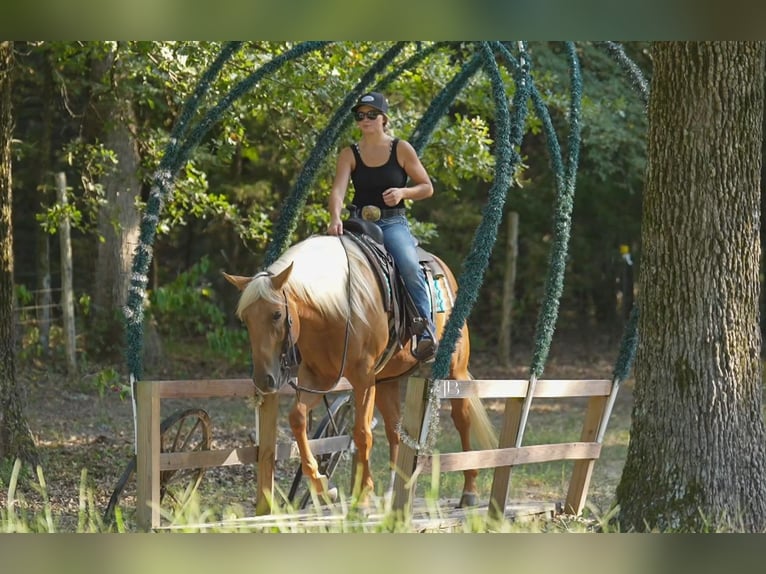 American Quarter Horse Gelding 5 years 14,3 hh Palomino in Terrell