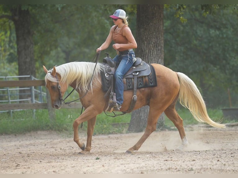 American Quarter Horse Gelding 5 years 14,3 hh Palomino in Terrell