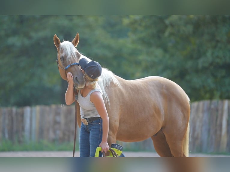 American Quarter Horse Gelding 5 years 14,3 hh Palomino in Terrell