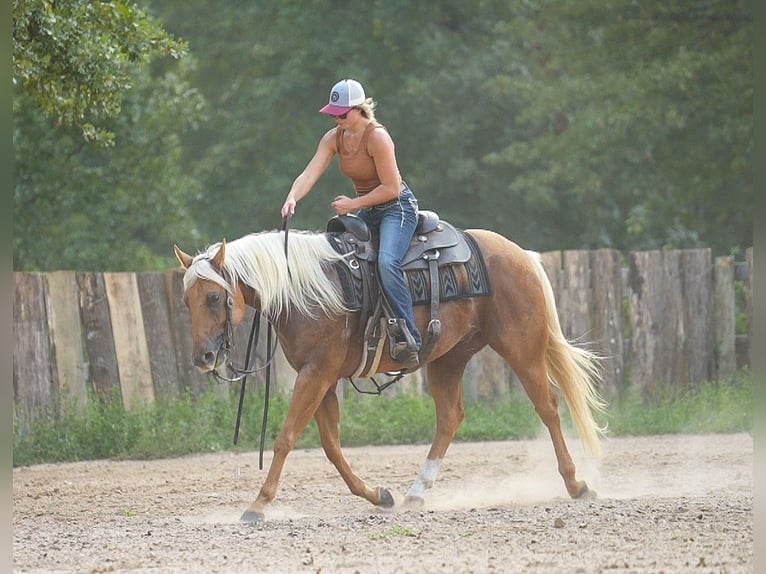 American Quarter Horse Gelding 5 years 14,3 hh Palomino in Terrell