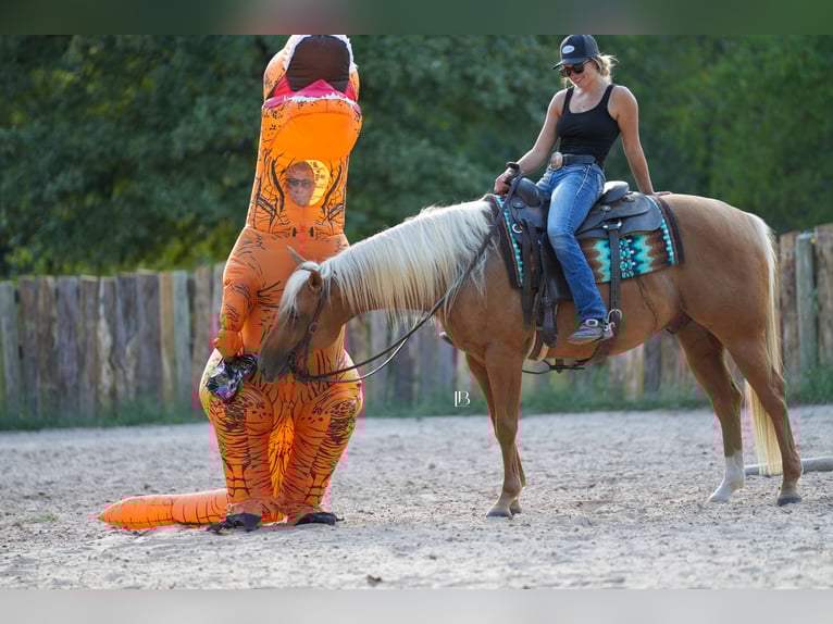 American Quarter Horse Gelding 5 years 14,3 hh Palomino in Terrell