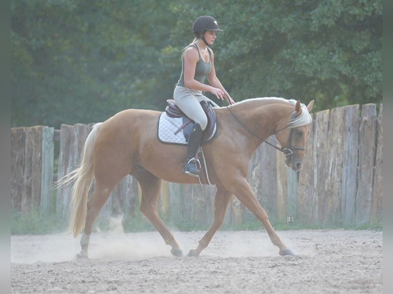 American Quarter Horse Gelding 5 years 14,3 hh Palomino in Terrell