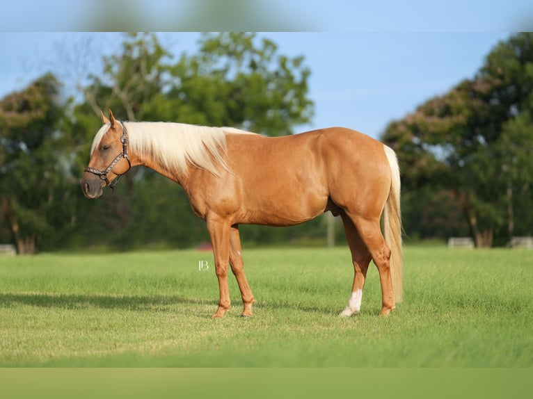 American Quarter Horse Gelding 5 years 14,3 hh Palomino in Terrell