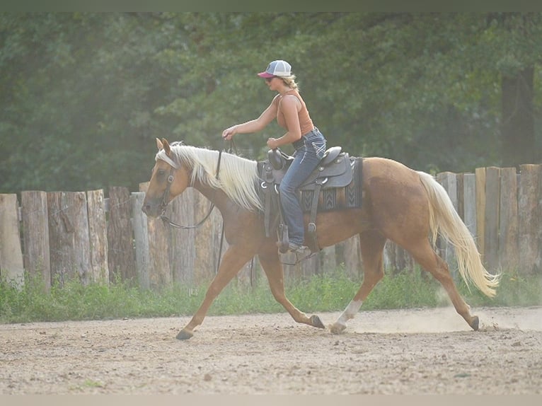 American Quarter Horse Gelding 5 years 14,3 hh Palomino in Terrell