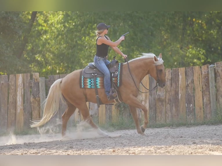 American Quarter Horse Gelding 5 years 14,3 hh Palomino in Terrell