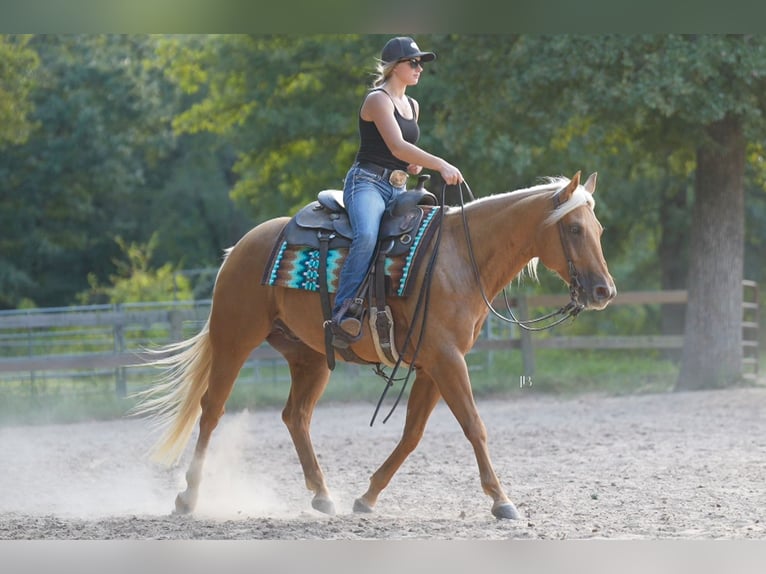 American Quarter Horse Gelding 5 years 14,3 hh Palomino in Terrell