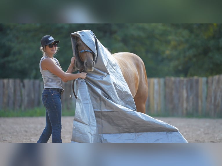 American Quarter Horse Gelding 5 years 14,3 hh Palomino in Terrell