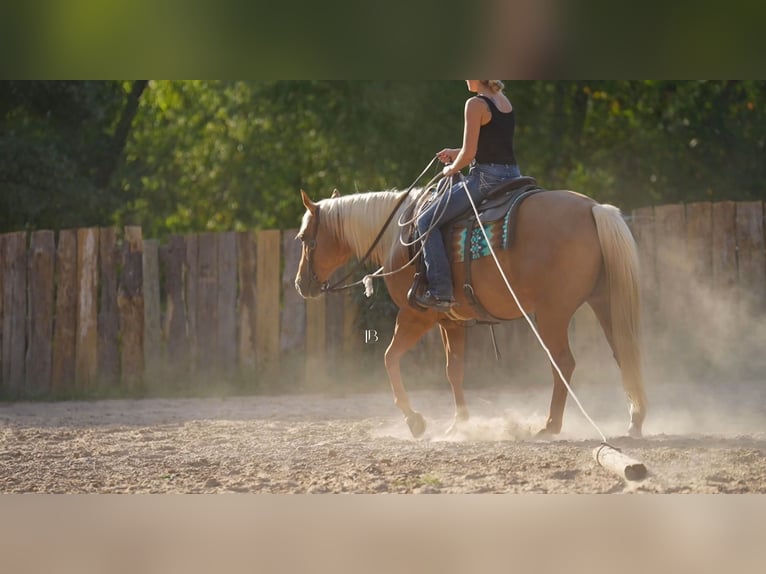 American Quarter Horse Gelding 5 years 14,3 hh Palomino in Terrell