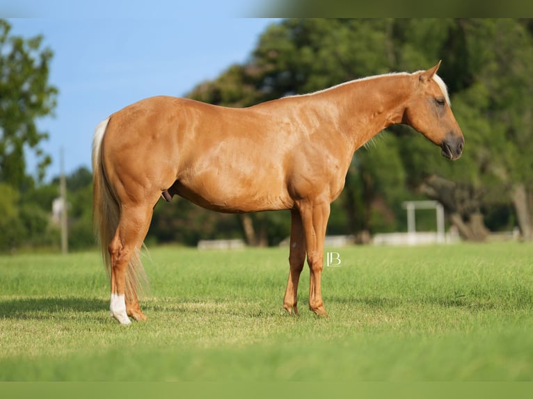 American Quarter Horse Gelding 5 years 14,3 hh Palomino in Terrell