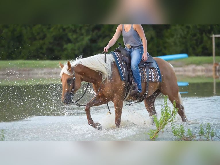 American Quarter Horse Gelding 5 years 14,3 hh Palomino in Terrell