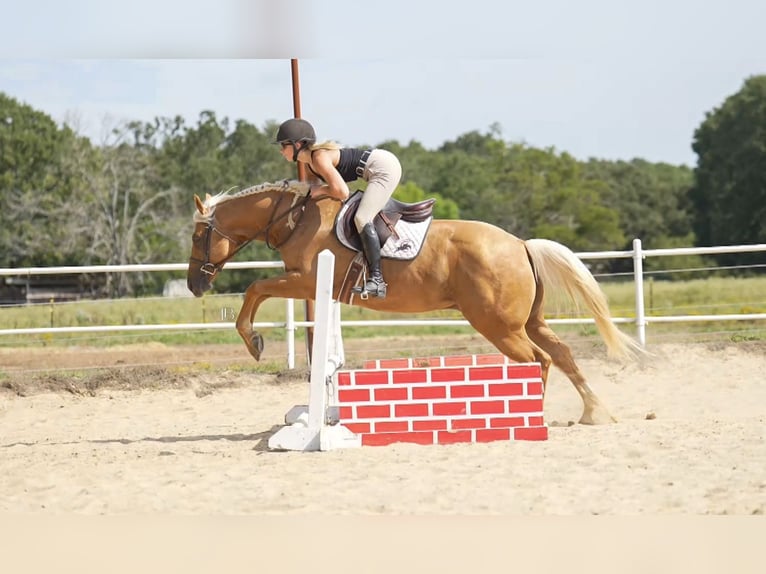 American Quarter Horse Gelding 5 years 14,3 hh Palomino in Terrell