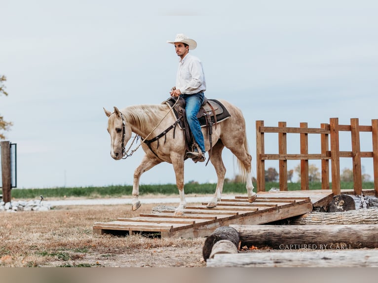 American Quarter Horse Gelding 5 years 14,3 hh Palomino in Lewistown