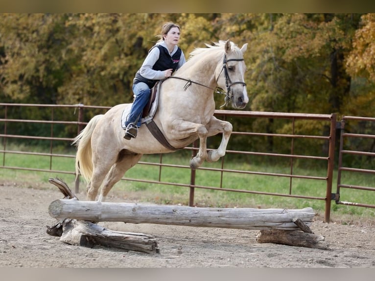 American Quarter Horse Gelding 5 years 14,3 hh Palomino in Lewistown