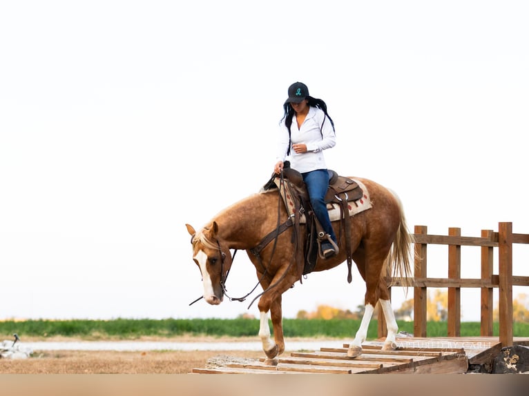 American Quarter Horse Gelding 5 years 14,3 hh Palomino in Lewistown