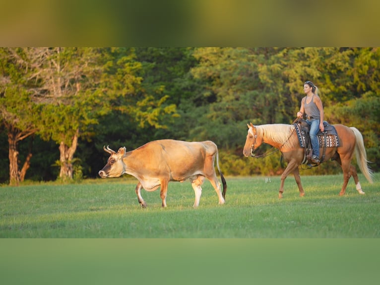 American Quarter Horse Gelding 5 years 14,3 hh Palomino in Terrell
