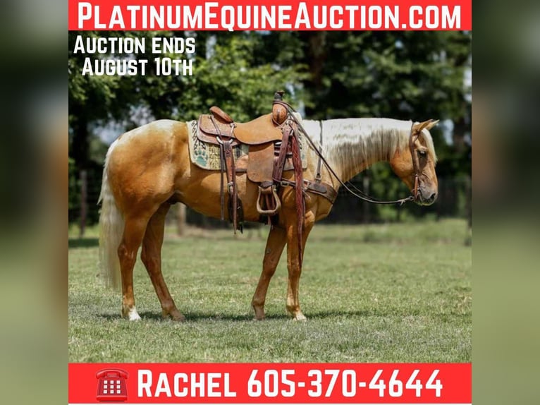 American Quarter Horse Gelding 5 years 14,3 hh Palomino in Rusk, TX