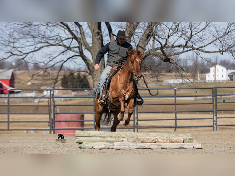 American Quarter Horse Gelding 5 years 14,3 hh Red Dun in Fredericksburg
