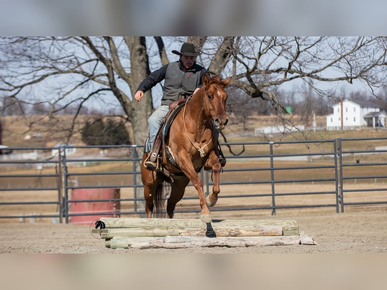 American Quarter Horse Gelding 5 years 14,3 hh Red Dun in Fredericksburg
