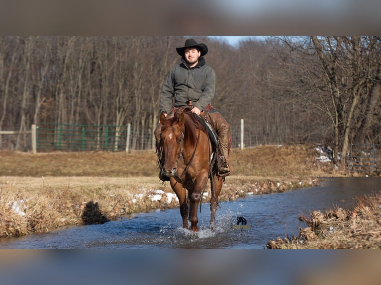 American Quarter Horse Gelding 5 years 14,3 hh Red Dun in Fredericksburg