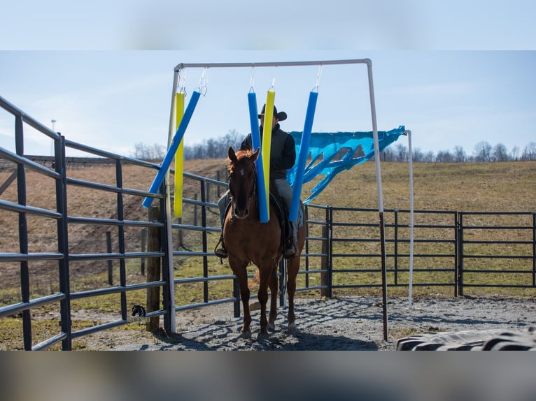 American Quarter Horse Gelding 5 years 14,3 hh Red Dun in Fredericksburg