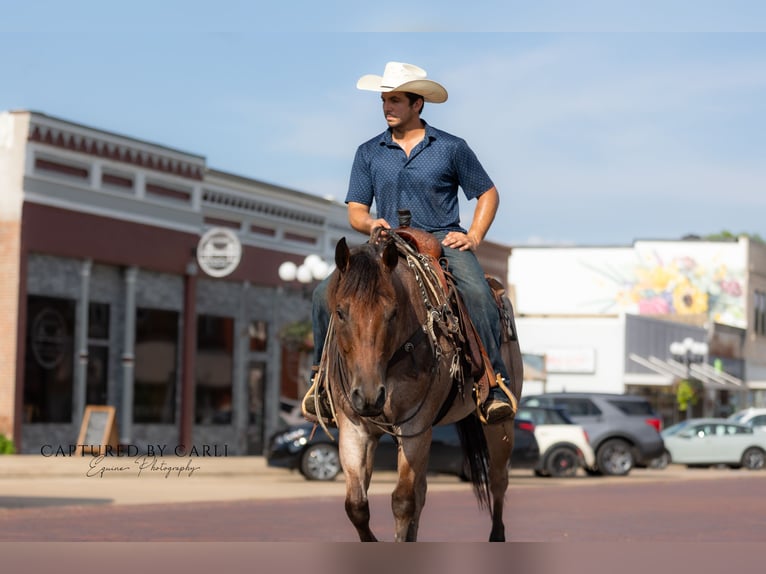 American Quarter Horse Gelding 5 years 14,3 hh Roan-Bay in Lewistown