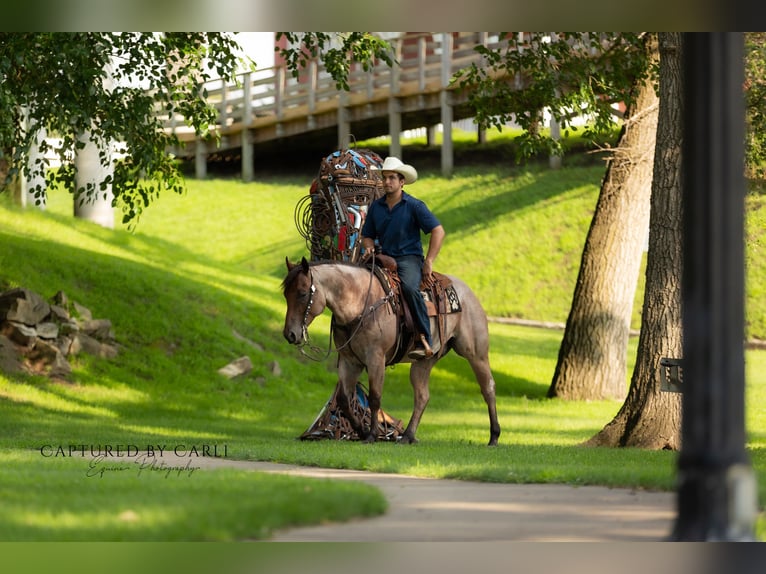 American Quarter Horse Gelding 5 years 14,3 hh Roan-Bay in Lewistown