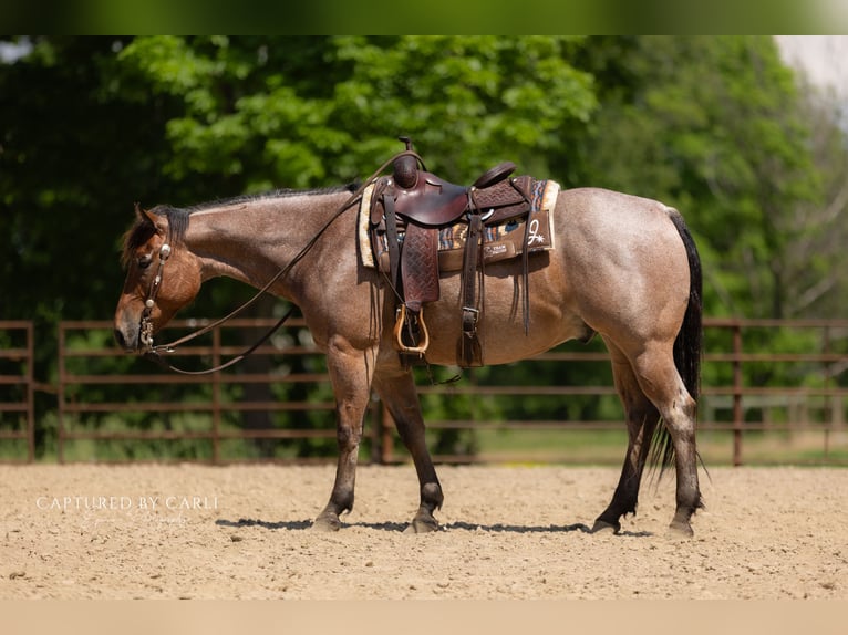 American Quarter Horse Gelding 5 years 14,3 hh Roan-Bay in Lewistown