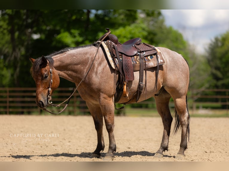 American Quarter Horse Gelding 5 years 14,3 hh Roan-Bay in Lewistown