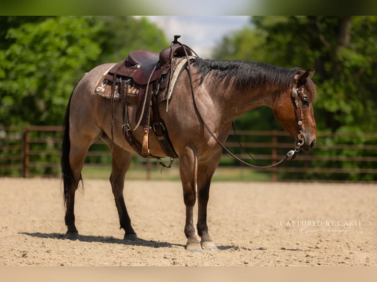American Quarter Horse Gelding 5 years 14,3 hh Roan-Bay in Lewistown