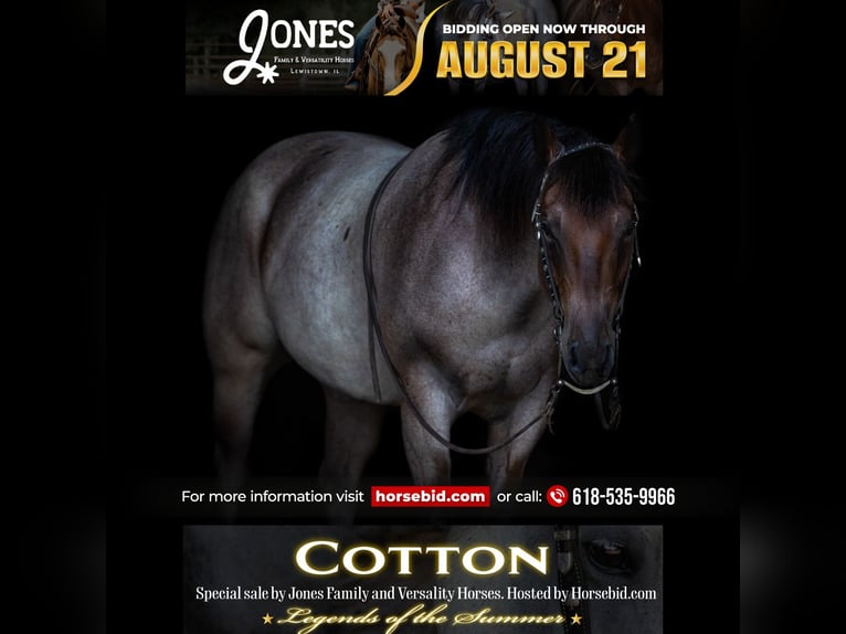 American Quarter Horse Gelding 5 years 14,3 hh Roan-Bay in Lewistown