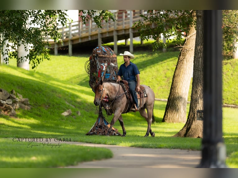 American Quarter Horse Gelding 5 years 14,3 hh Roan-Bay in Lewistown