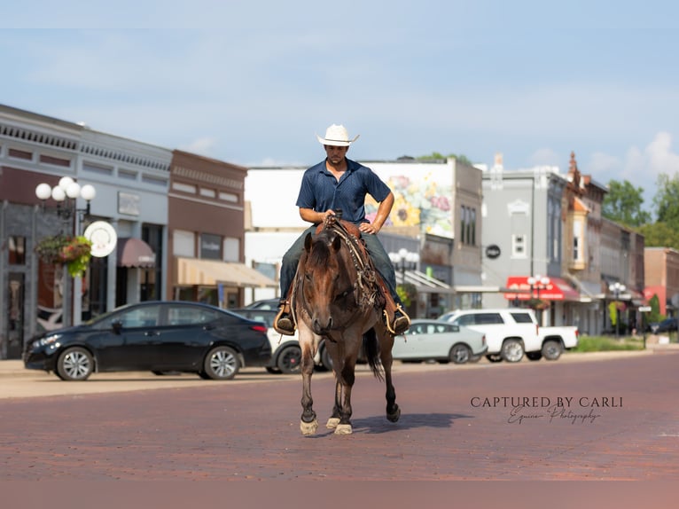 American Quarter Horse Gelding 5 years 14,3 hh Roan-Bay in Lewistown