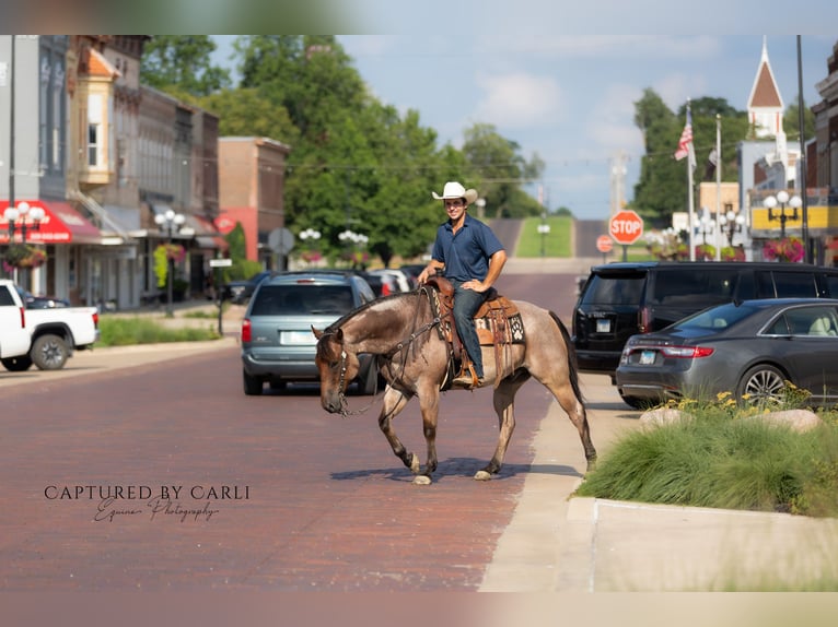 American Quarter Horse Gelding 5 years 14,3 hh Roan-Bay in Lewistown