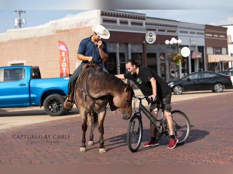 American Quarter Horse Gelding 5 years 14,3 hh Roan-Bay in Lewistown