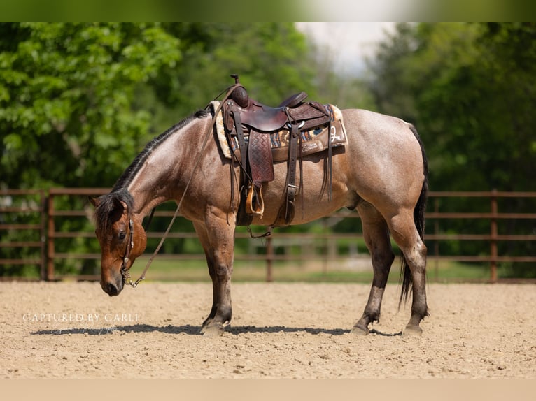 American Quarter Horse Gelding 5 years 14,3 hh Roan-Bay in Lewistown