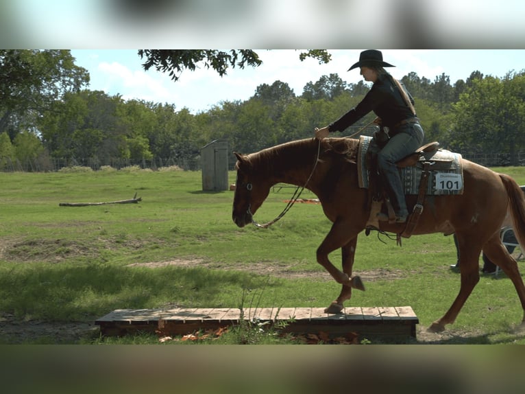 American Quarter Horse Gelding 5 years 14,3 hh Sorrel in Gainesville