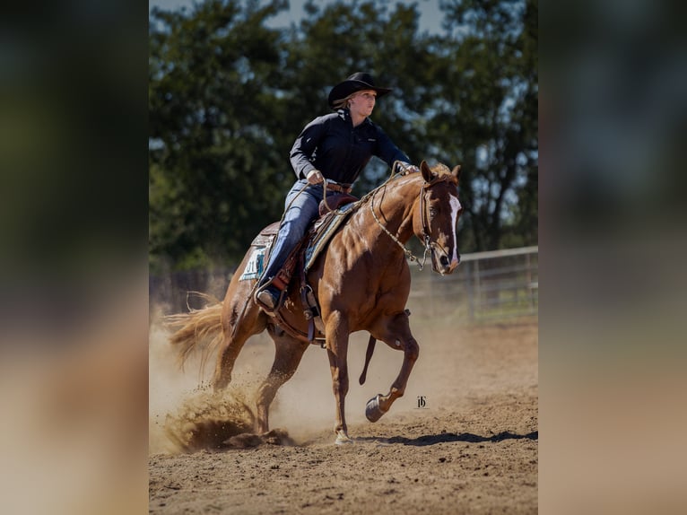 American Quarter Horse Gelding 5 years 14,3 hh Sorrel in Gainesville