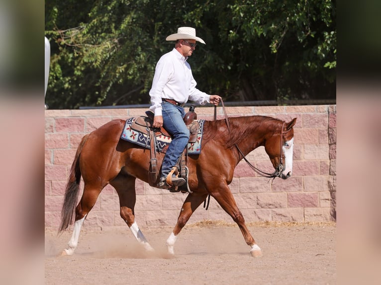 American Quarter Horse Gelding 5 years 14,3 hh Sorrel in Belen