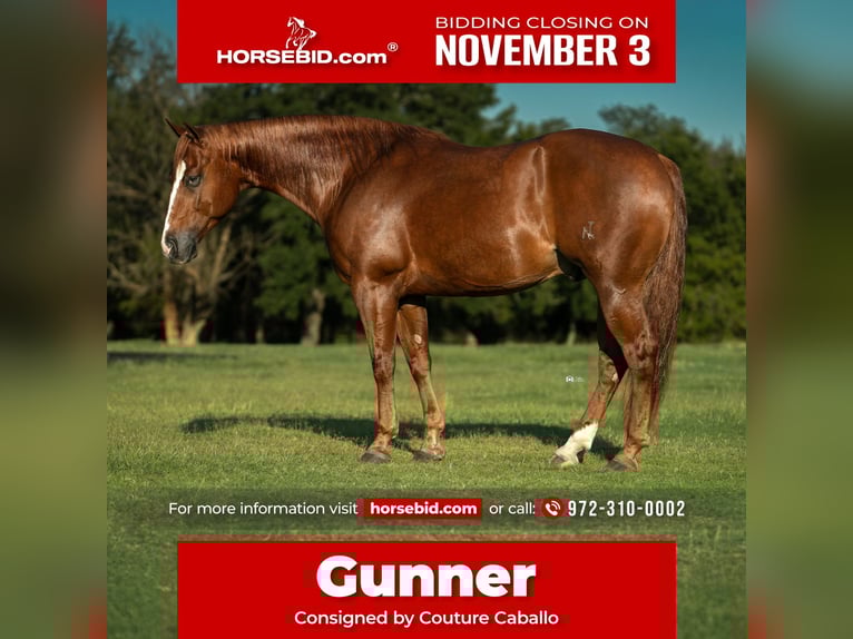 American Quarter Horse Gelding 5 years 14,3 hh Sorrel in Gainesville American Quarter Horse Gelding 5 years 14,3 hh Sorrel in Gainesville