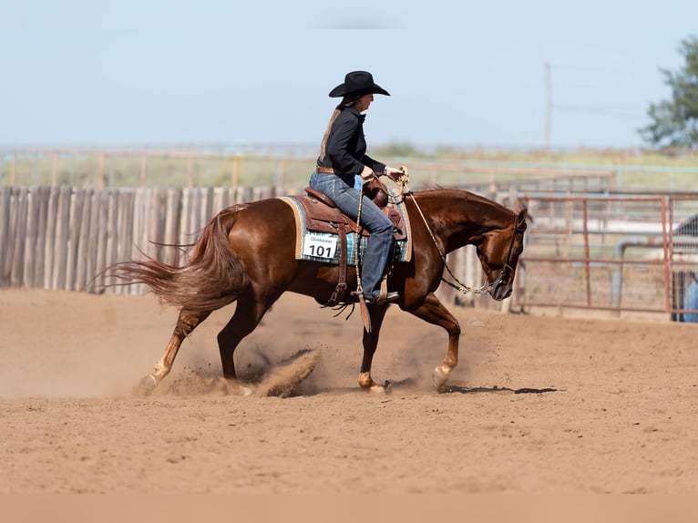 American Quarter Horse Gelding 5 years 14,3 hh Sorrel in Gainesville American Quarter Horse Gelding 5 years 14,3 hh Sorrel in Gainesville